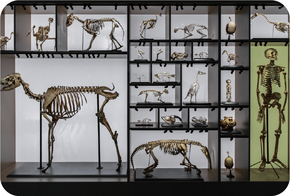Human skeleton in a museum